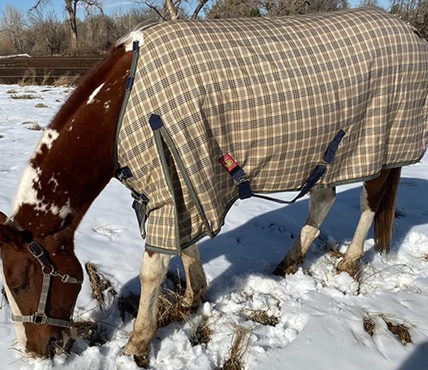 JACKS MFG 5/A Baker® Extreme 555 Gram Turnout Blanket