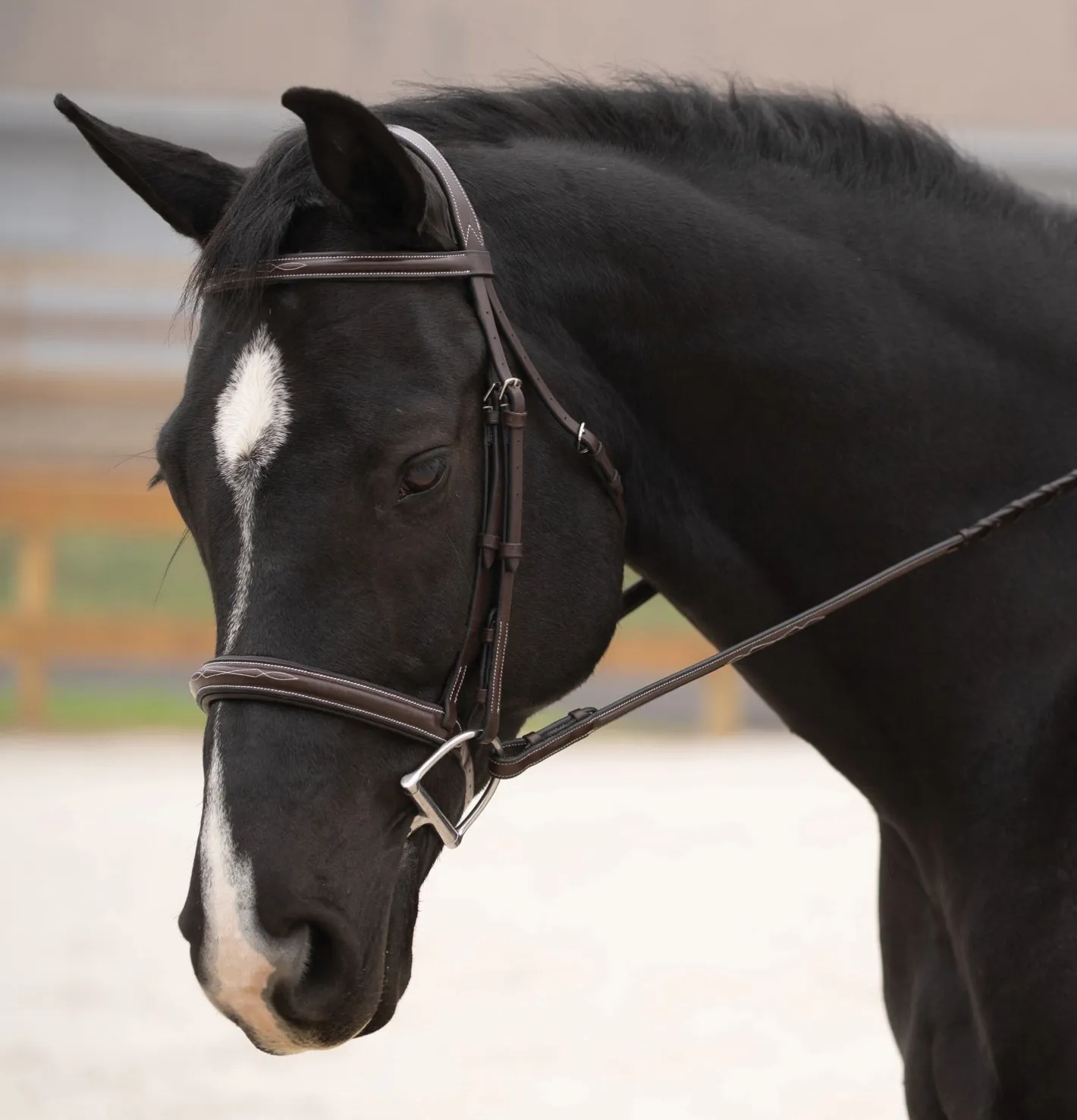 KL SELECT Black Oak Cypress Hunter Bridle