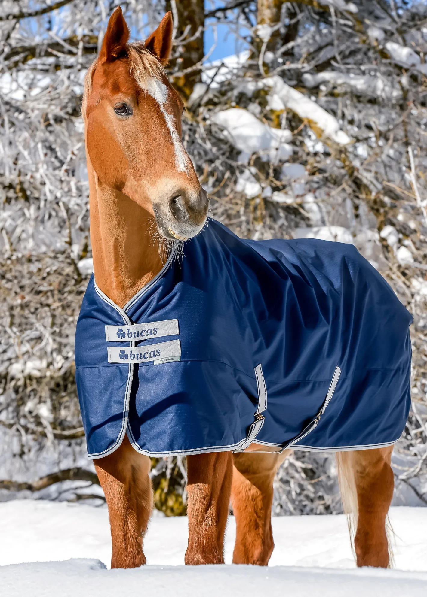 TOKLAT ORIGINALS Bucas Freedom Extra Heavy Turnout Blanket