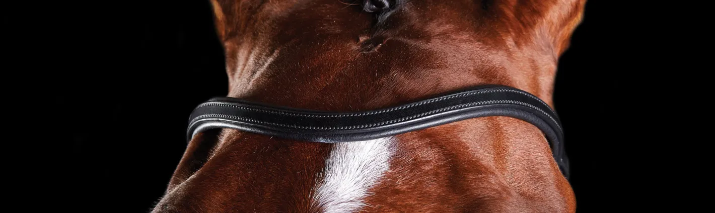 WEATHERBEETA Collegiate® ComFiTec™ Training Bridle