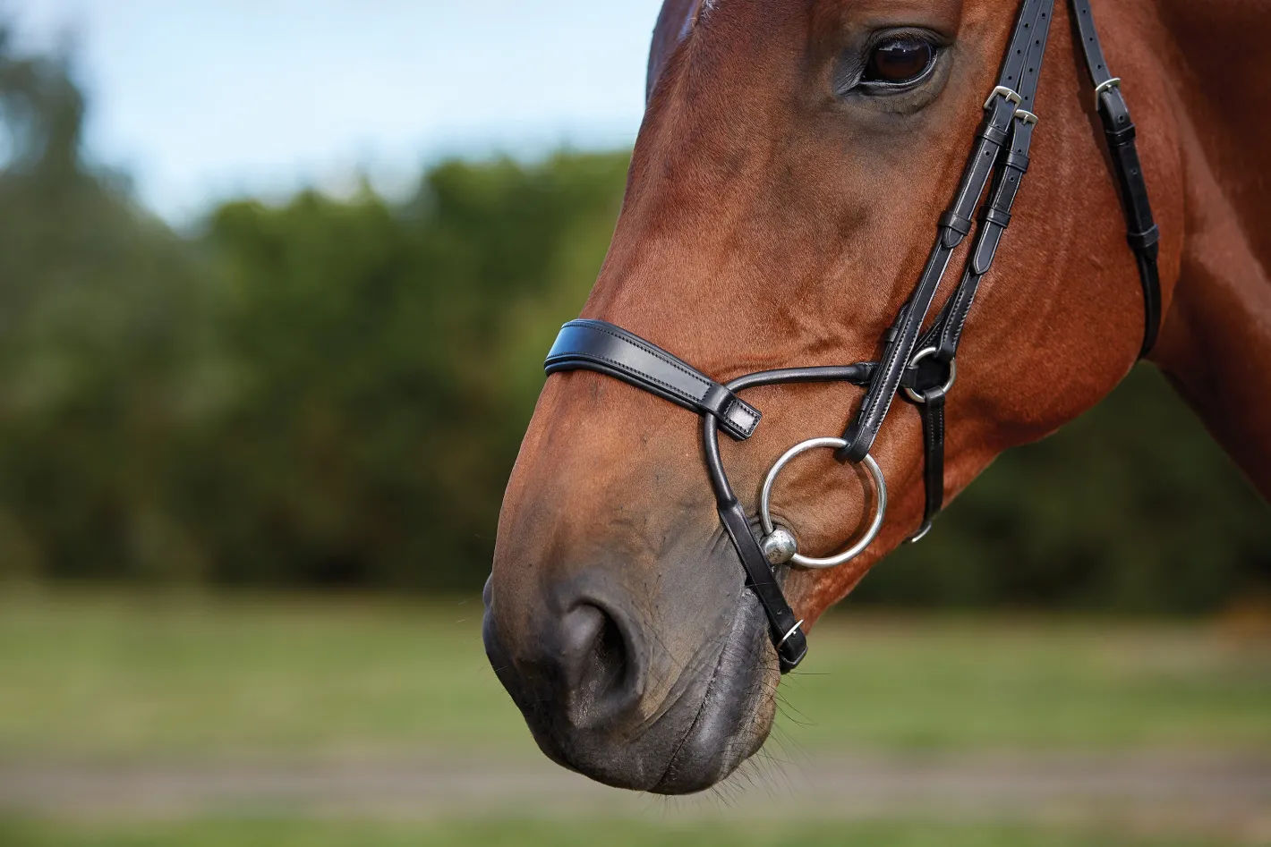 WEATHERBEETA Collegiate® ComFiTec™ Training Bridle