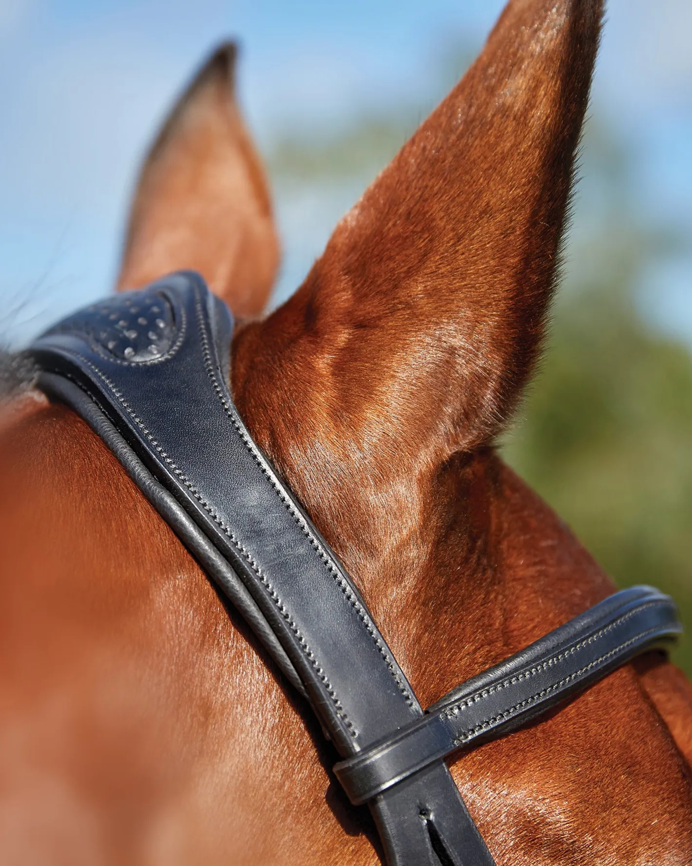 WEATHERBEETA Collegiate® ComFiTec™ Training Bridle