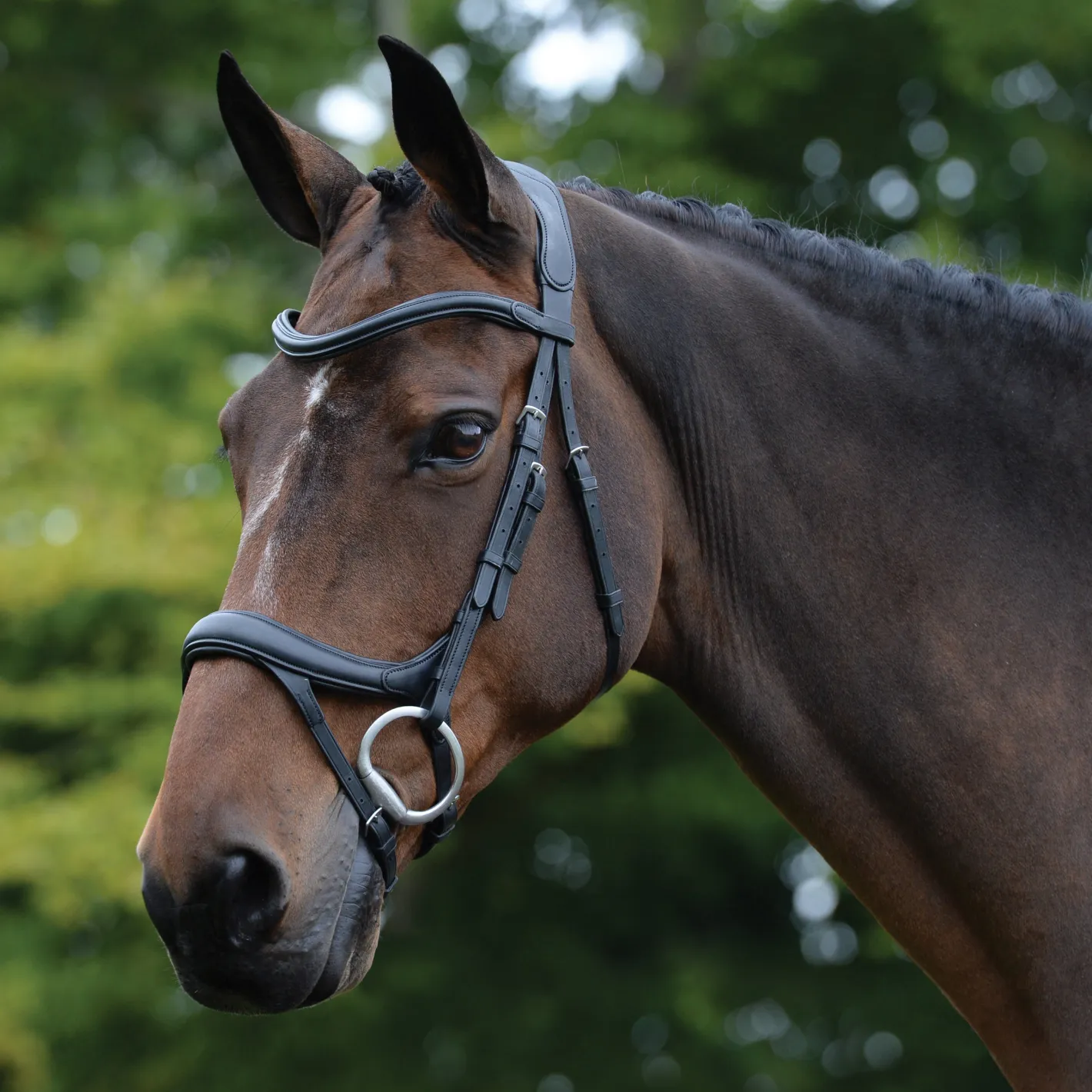 WEATHERBEETA Collegiate® ComFiTec™ Vogue Anatomic Bridle