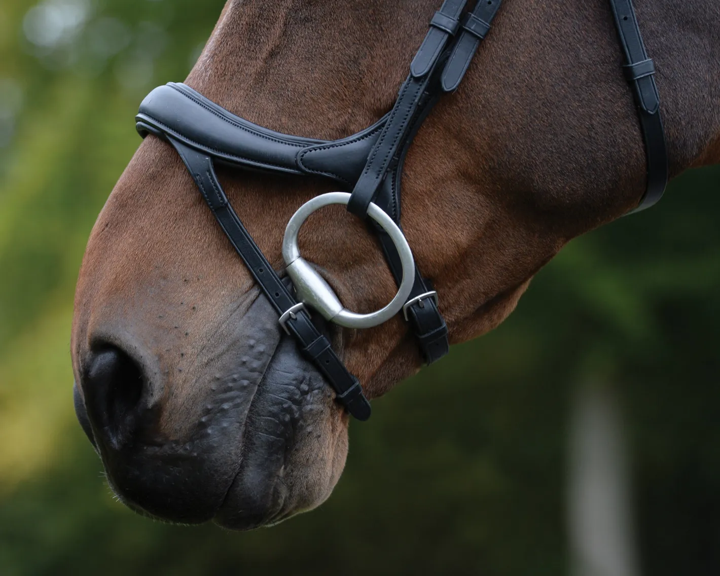 WEATHERBEETA Collegiate® ComFiTec™ Vogue Anatomic Bridle