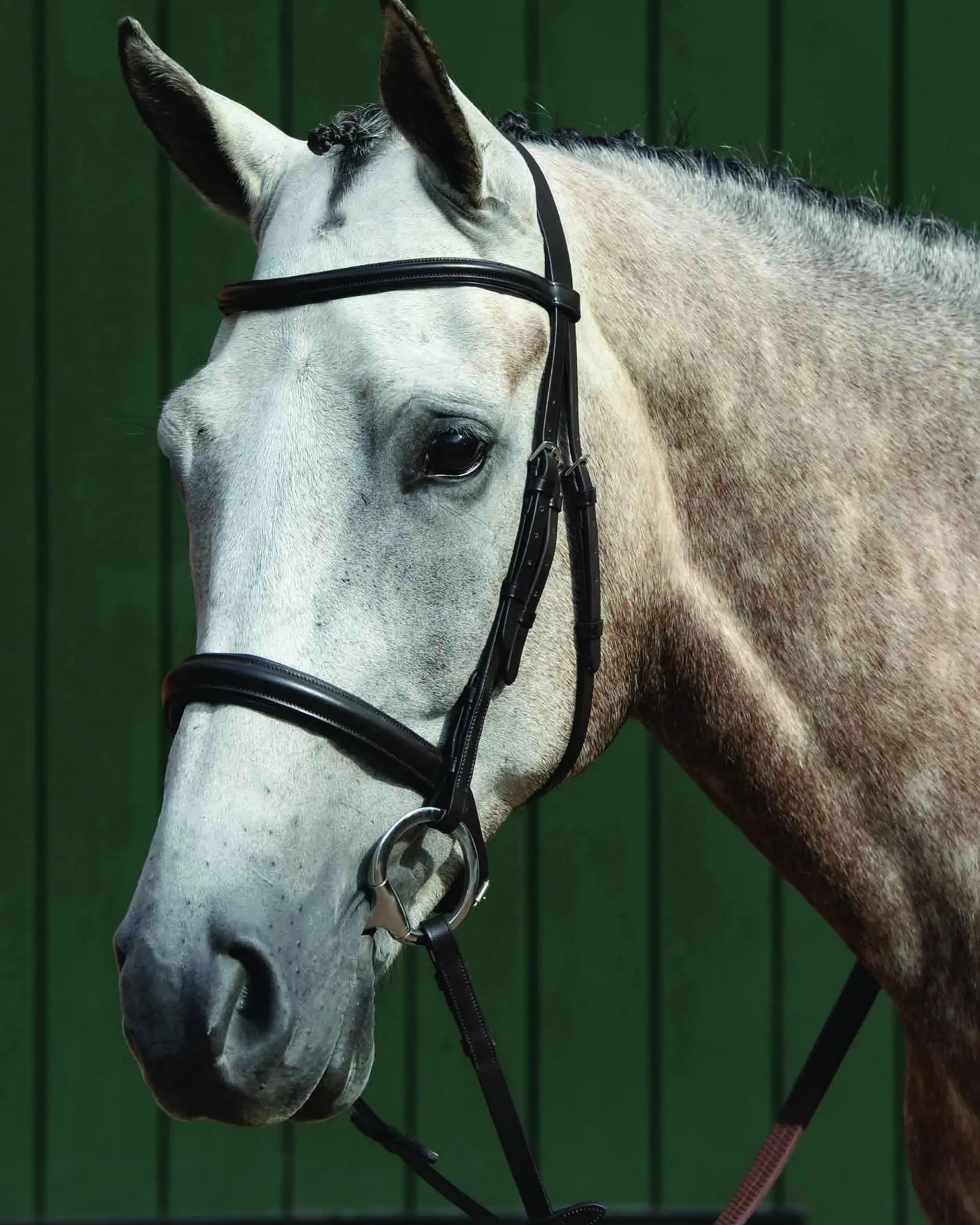 WEATHERBEETA Collegiate® Essential Padded Raised Caveson Bridle