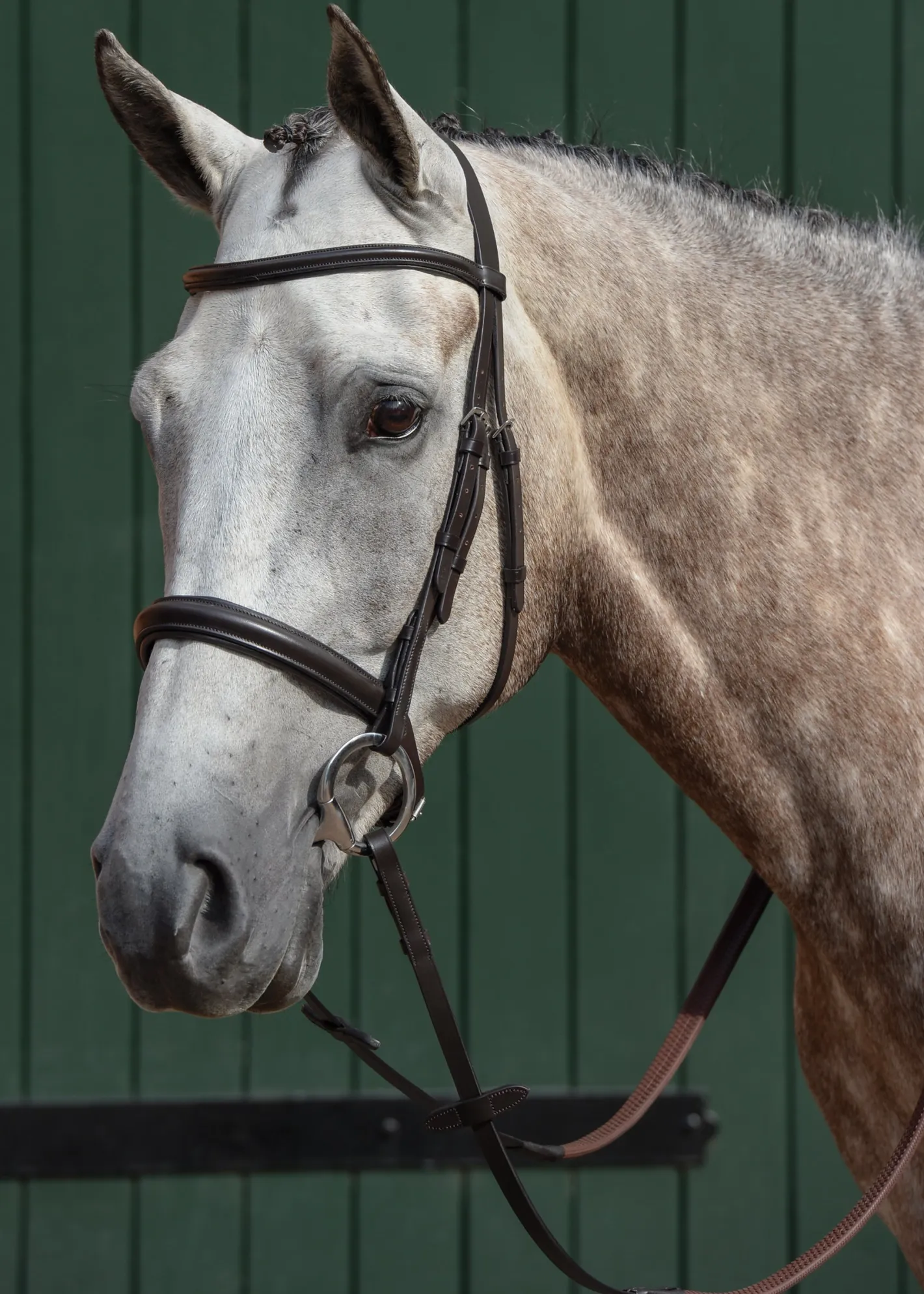 WEATHERBEETA Collegiate® Essential Padded Raised Caveson Bridle