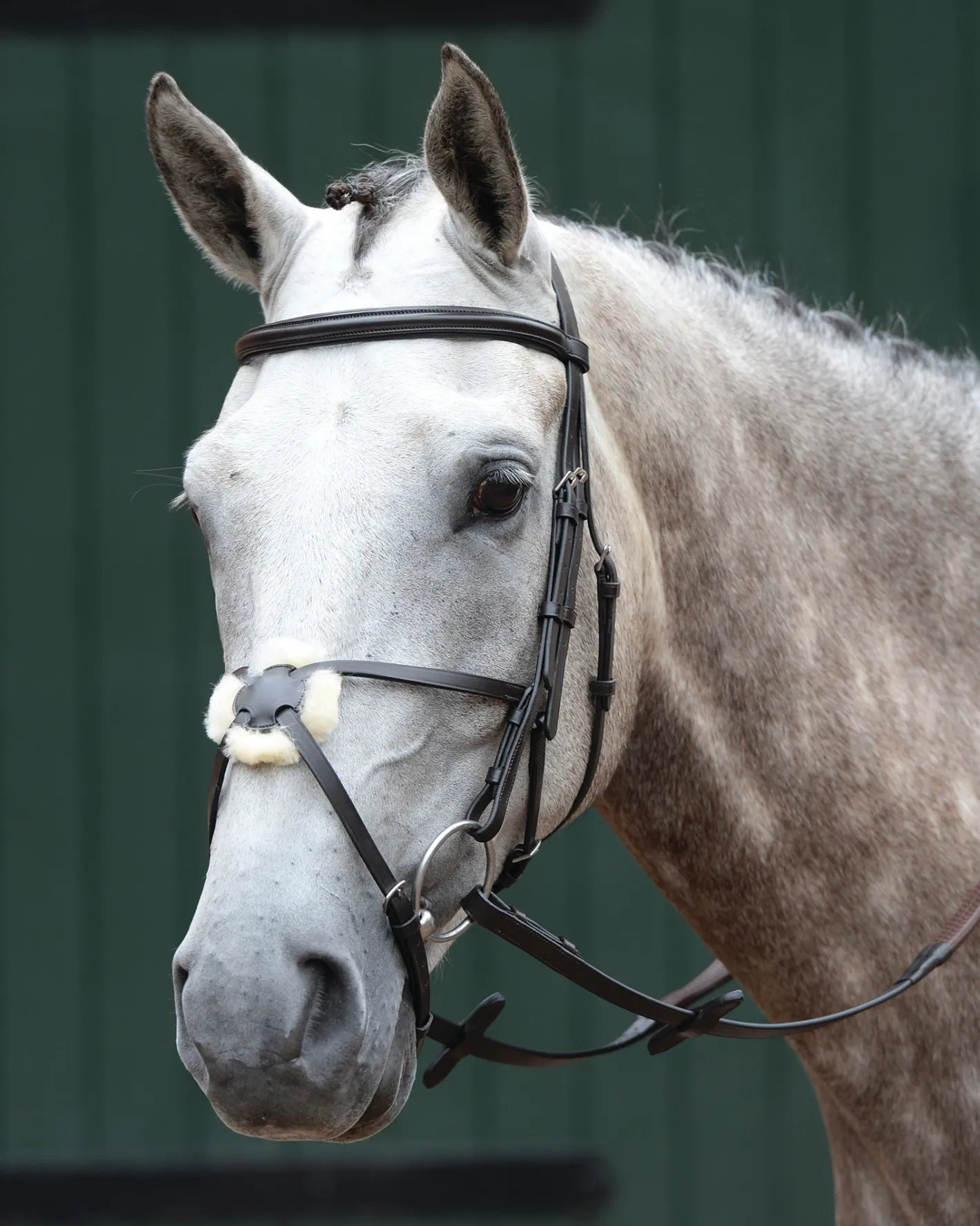 WEATHERBEETA Collegiate® Essential Padded Raised Figure-8 Bridle