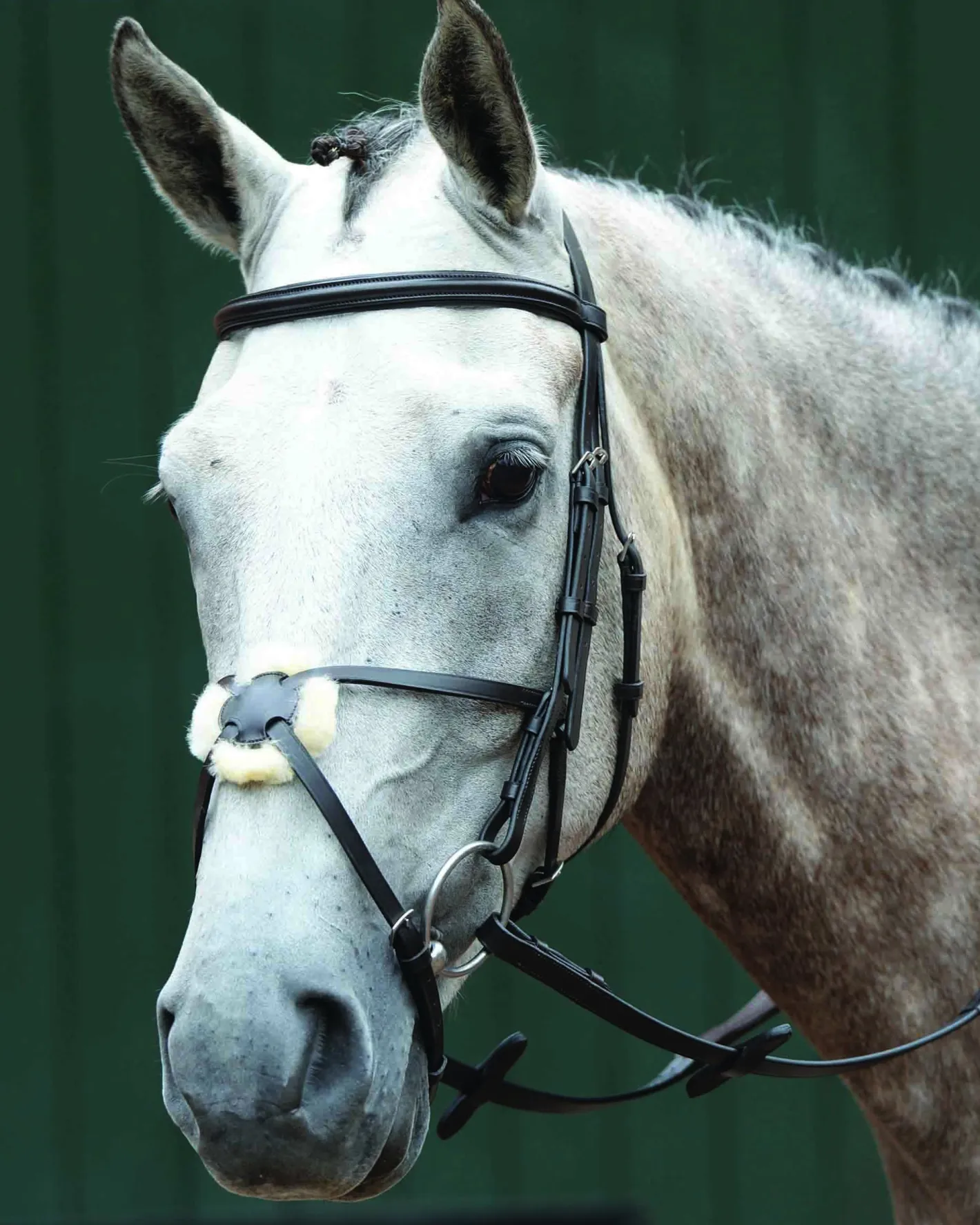 WEATHERBEETA Collegiate® Essential Padded Raised Figure-8 Bridle