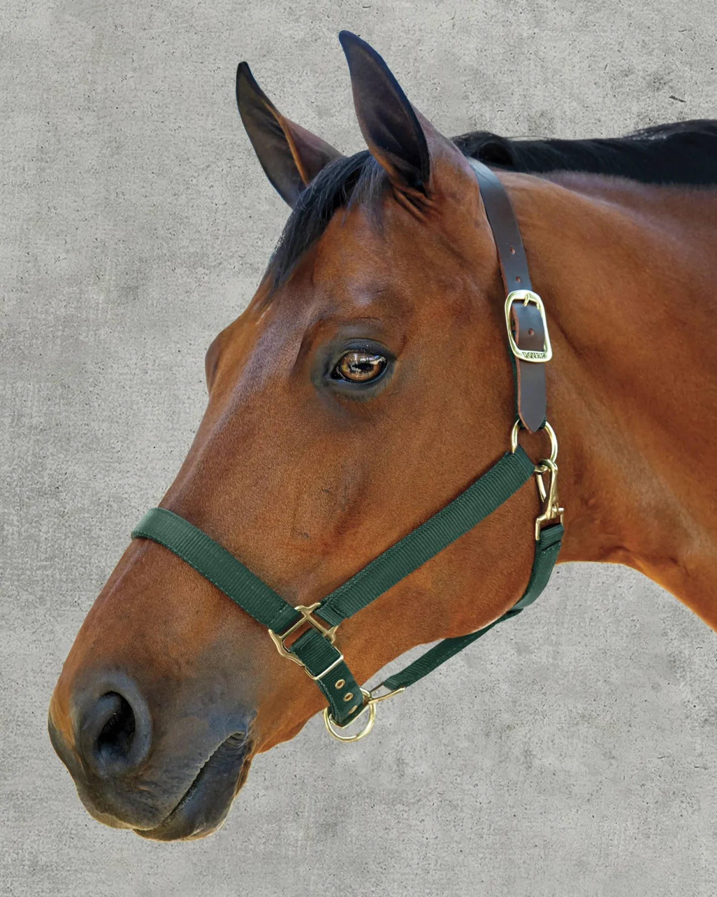 ZEETA INTERNATIONAL DS Heavy Nylon Breakaway Halter