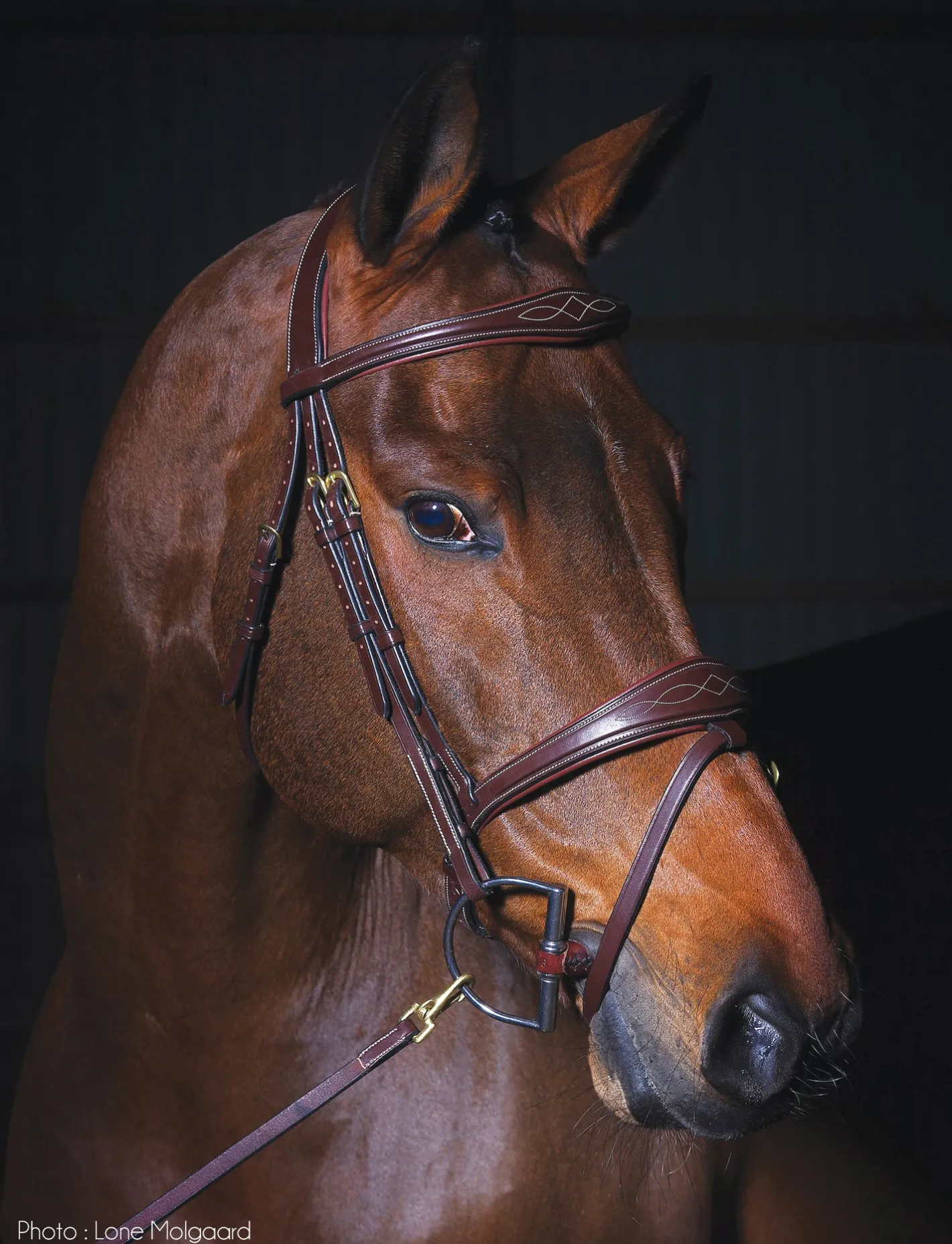 KENTUCKY HORSEWEAR Dy'on® Anatomic Bridle