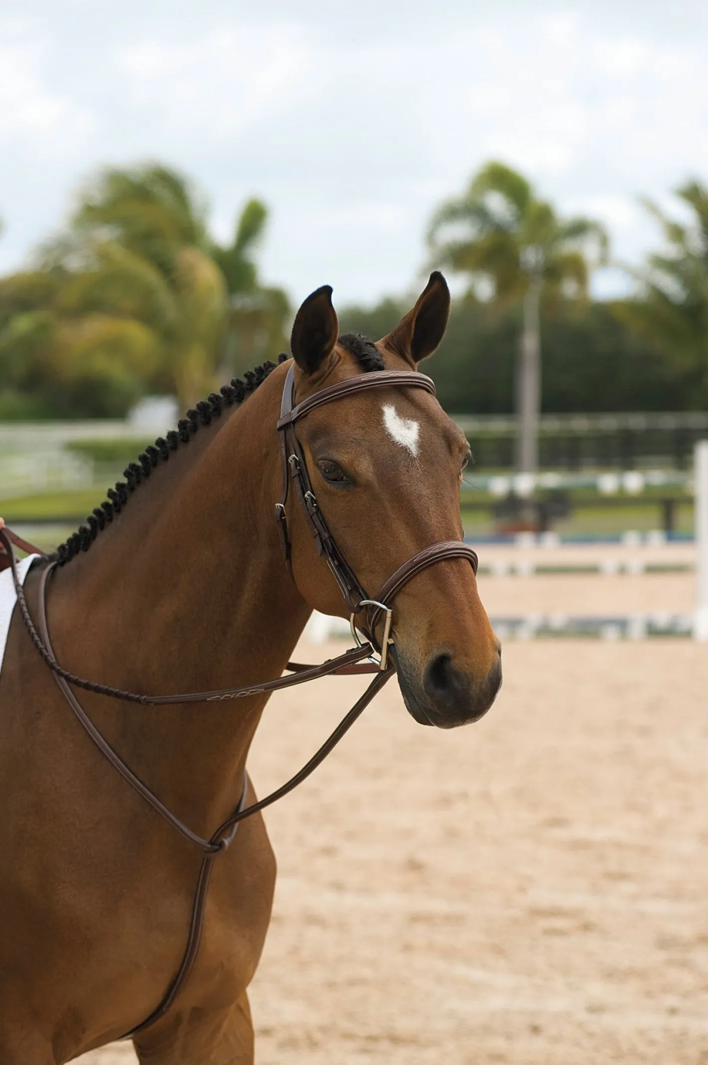 KENTUCKY HORSEWEAR Dy'on® Standing Martingale