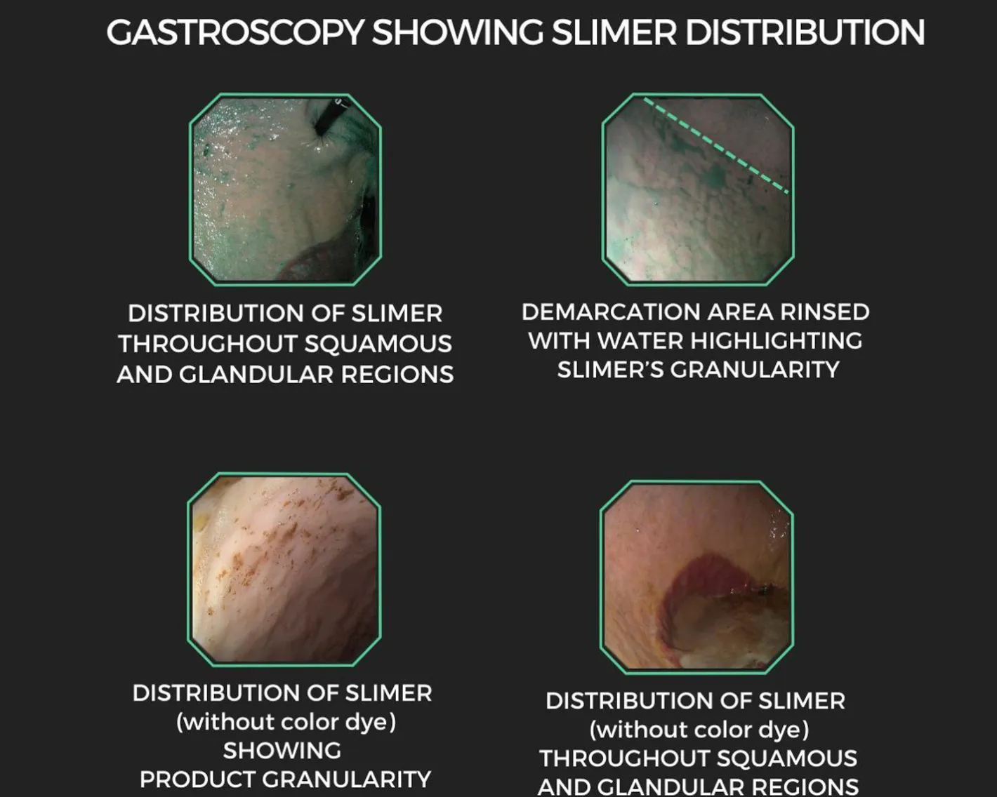 EQUINE ELIXIRS INC Equine Elixirs Slimer Liquid Gastric Support