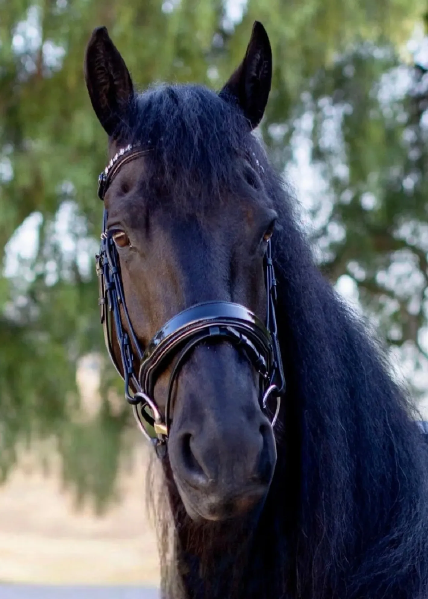 HALTER EGO Ocala Snaffle Bridle