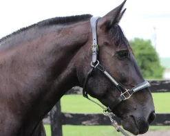 JPC EQUESTRIAN HDR Padded Jewel Halter