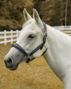JPC EQUESTRIAN Henri de Rivel Cahill Padded Halter