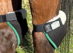 CLICK HORSE PRODUCTS Hock Shield