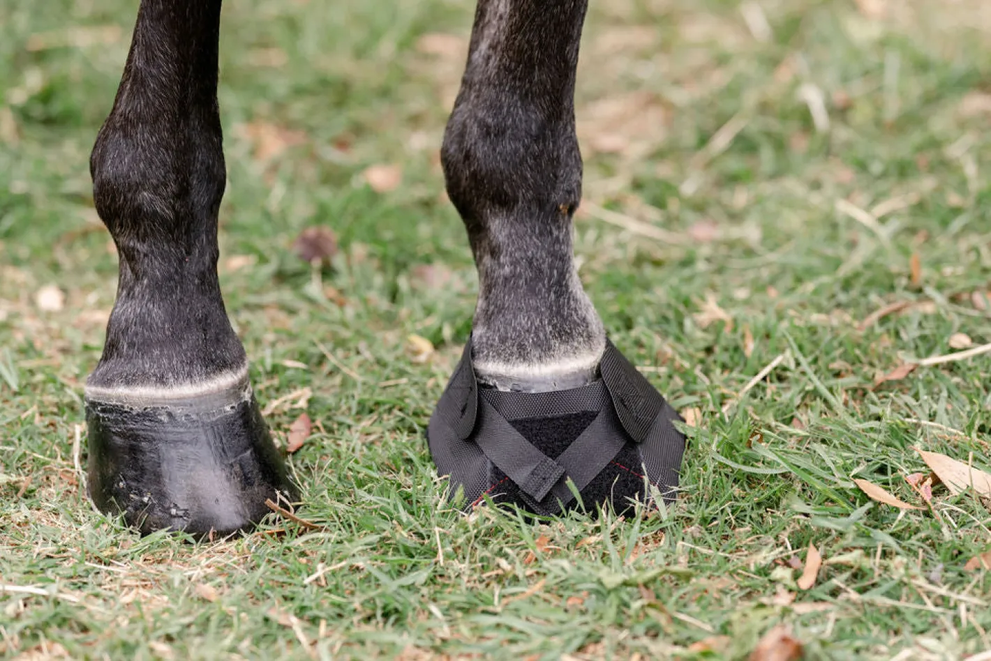 MACKINNON Hoof Wraps™ Bandage