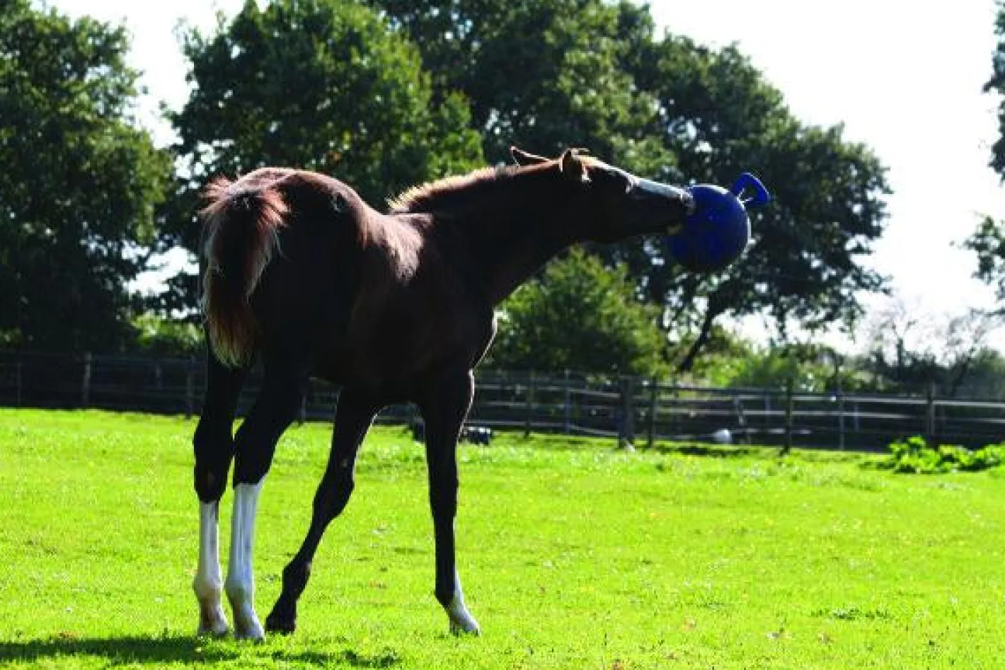 HORSEMEN S PRIDE Horsemen's Pride™ Jolly Ball®