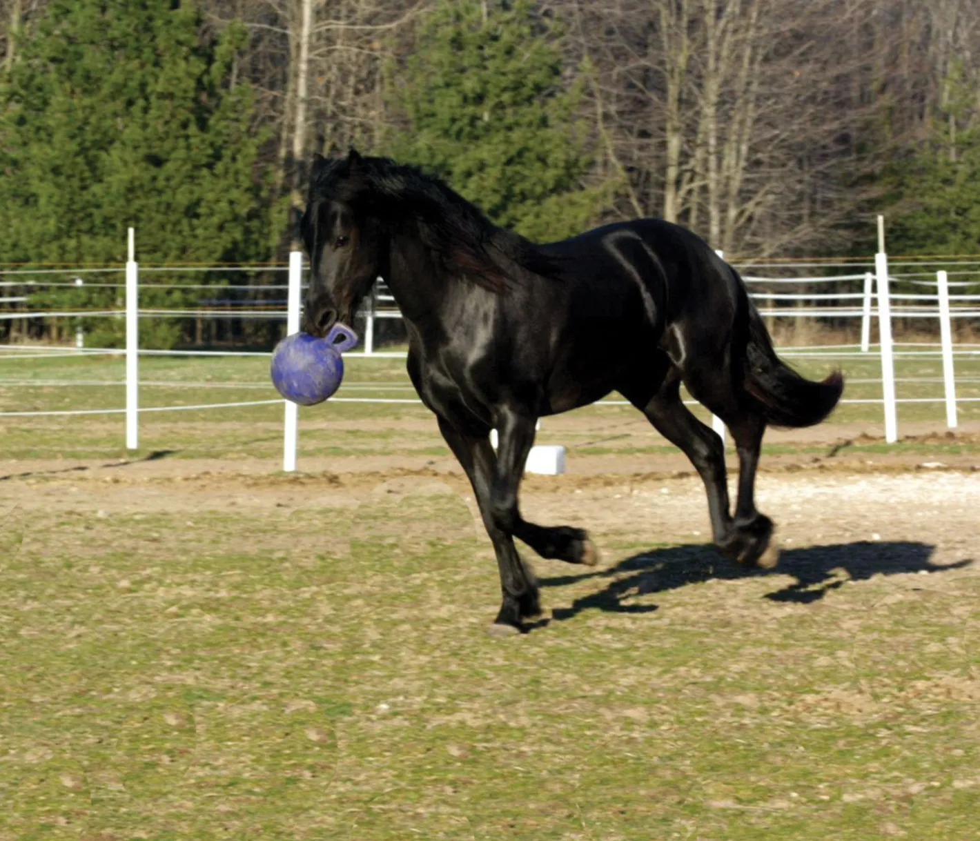 HORSEMEN S PRIDE Horsemen's Pride™ Jolly Ball®