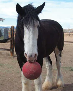 HORSEMEN S PRIDE Horsemen's Pride™ Jolly Ball®