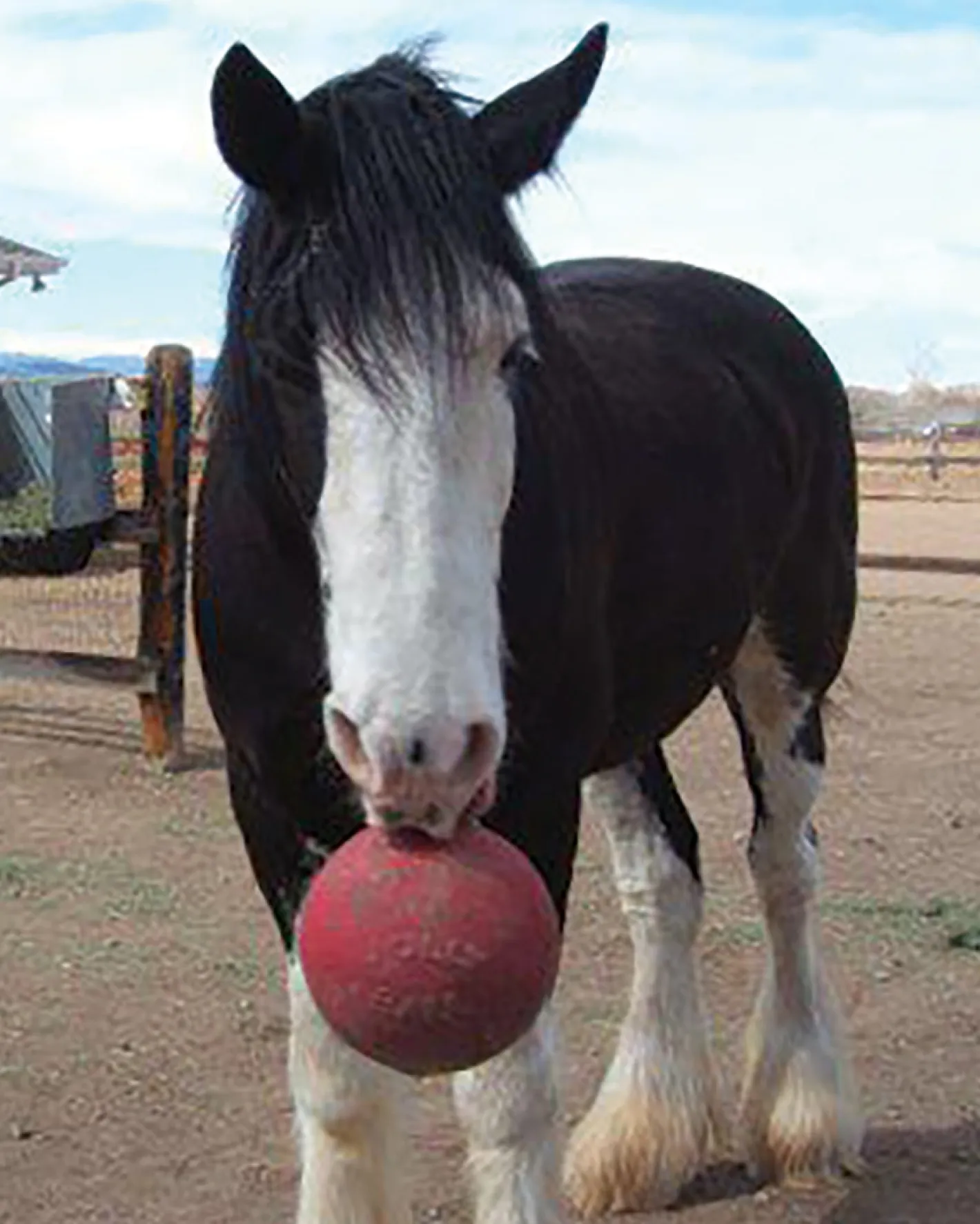 HORSEMEN S PRIDE Horsemen's Pride™ Jolly Ball®