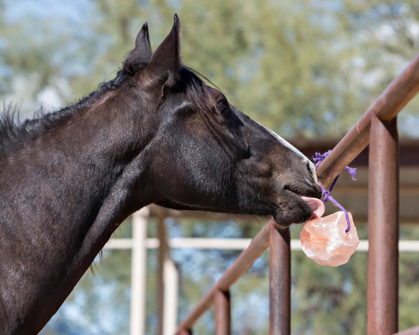 ANIMAL HEALTH INT Horsemen’s Pride™ Jolly Salt Snack, 2.2 Pounds