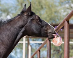 ANIMAL HEALTH INT Horsemen’s Pride™ Jolly Salt Snack, 4.4 Pounds