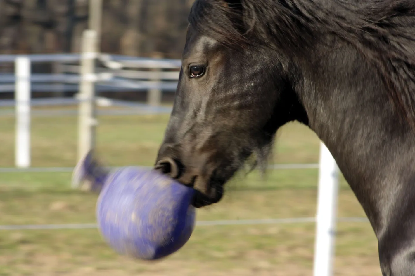 HORSEMEN S PRIDE Horsemen's Pride™ Scented Jolly Ball®