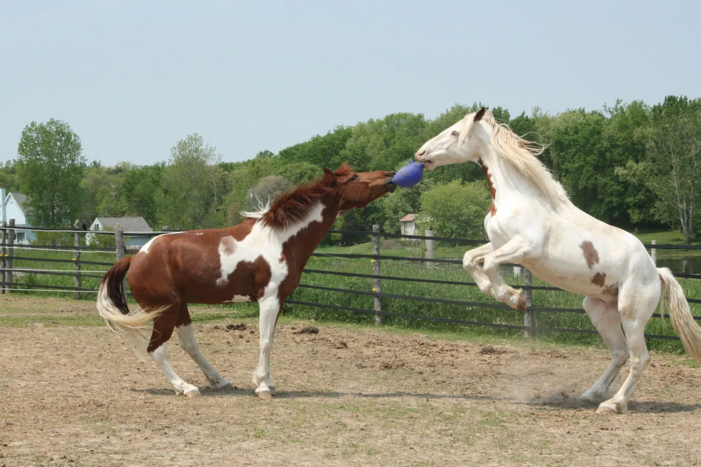 HORSEMEN S PRIDE Horsemen's Pride™ Scented Jolly Ball®