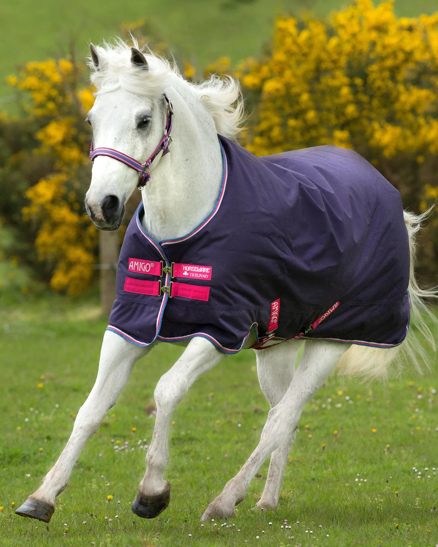 HORSEWARE ® Ireland Amigo® Pony Hero 900D Medium-Weight Turnout Blanket