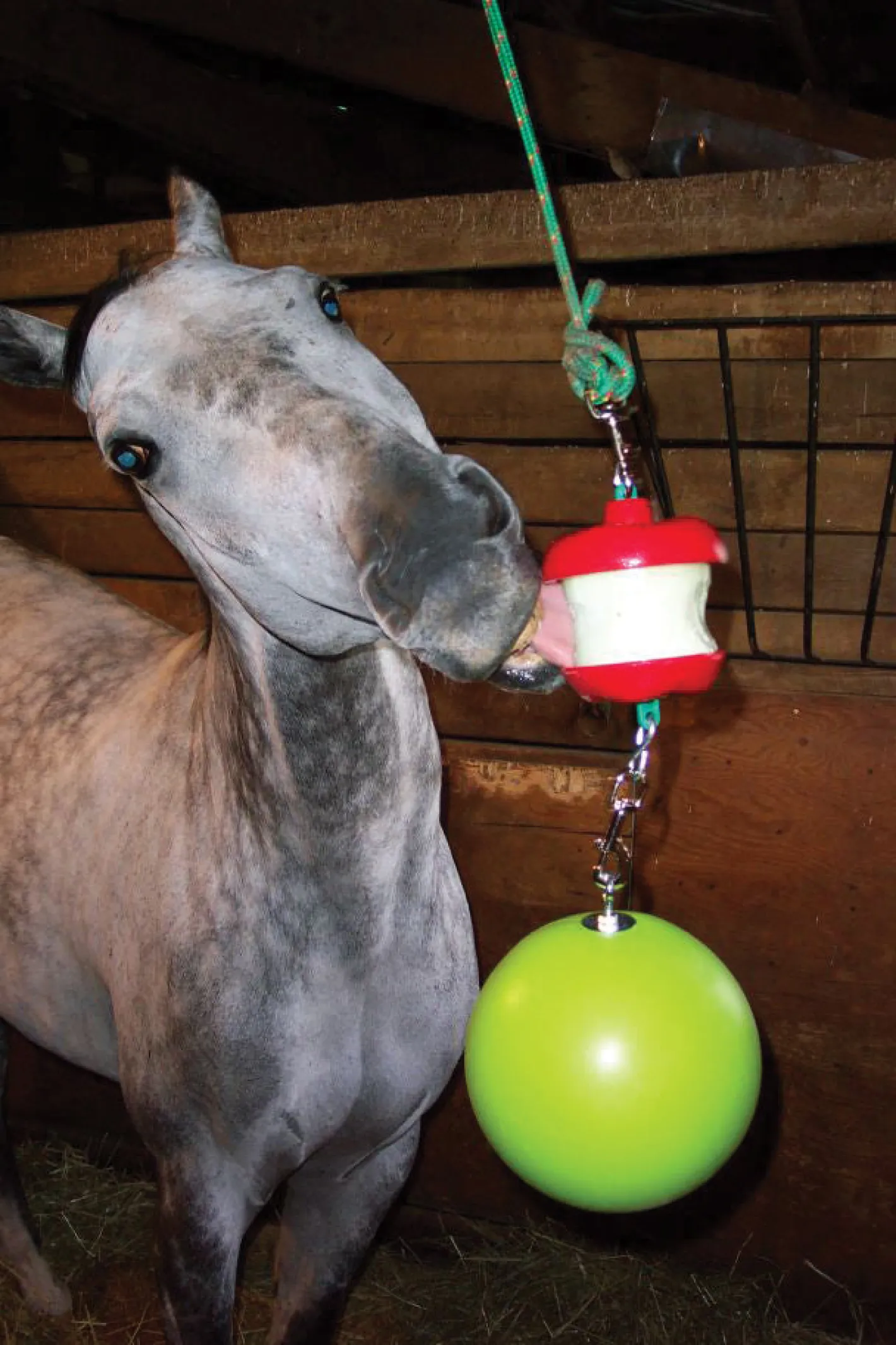 HORSEMEN S PRIDE Jolly Stall Snack System Horse Toy