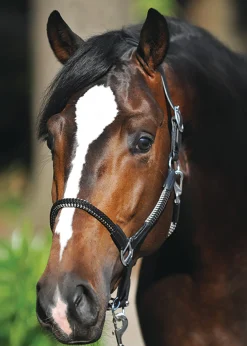 PEP-KAVALKADE Kavalkade Cavo Halter