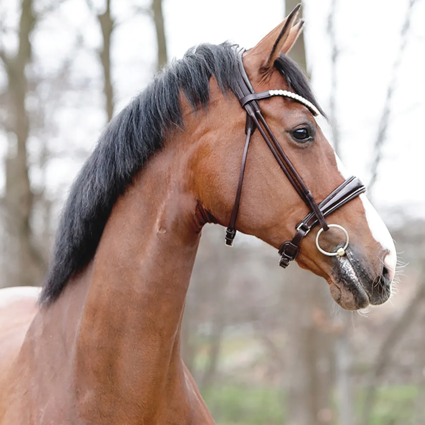 PEP-KAVALKADE Kavalkade Florina Bridle