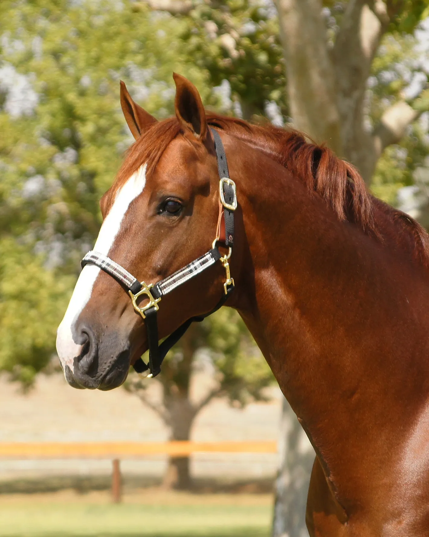 KENSINGTON ™ Premium Breakaway Halter