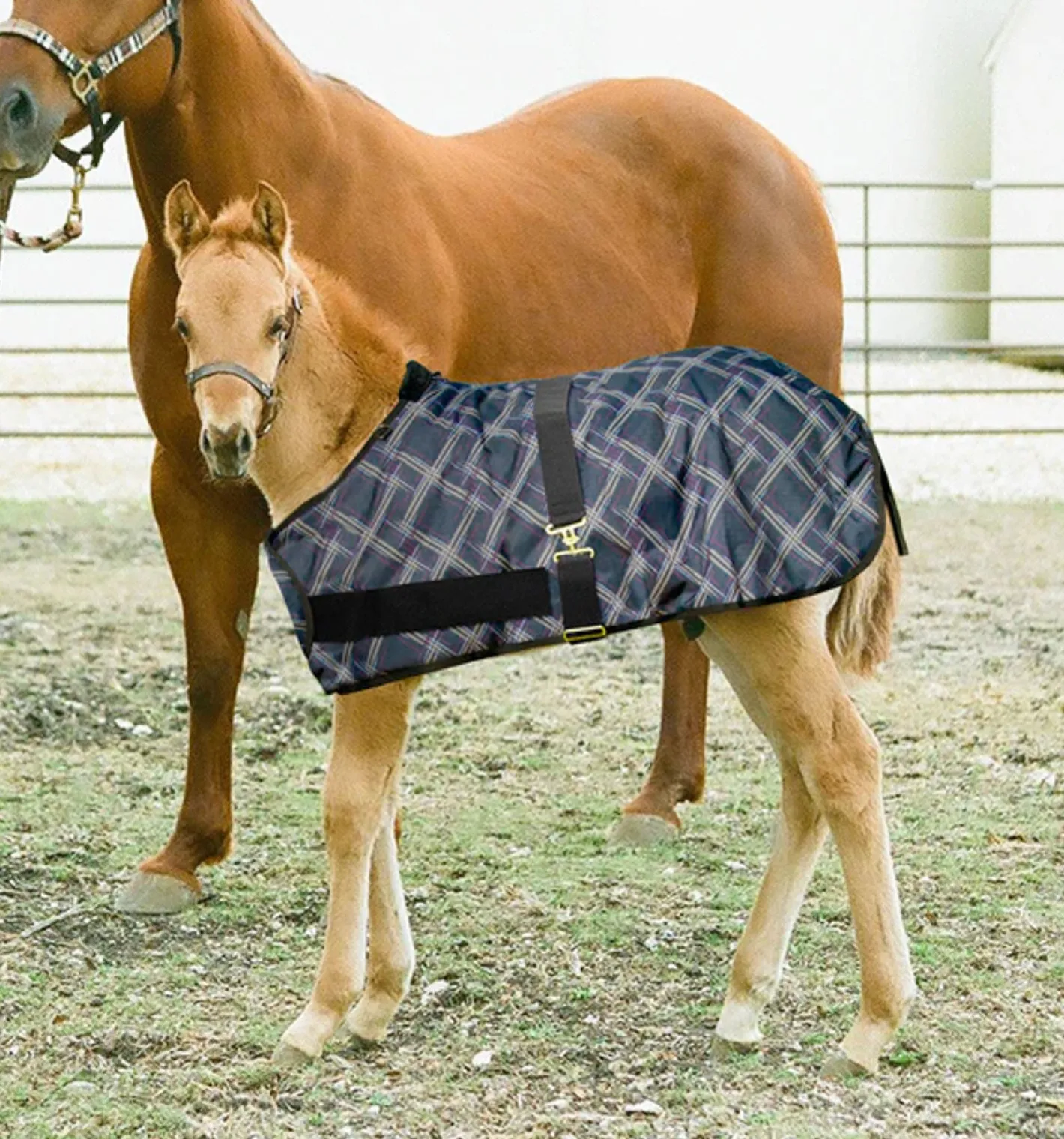KENSINGTON ™ Signature Adjustable Large Foal Turnout