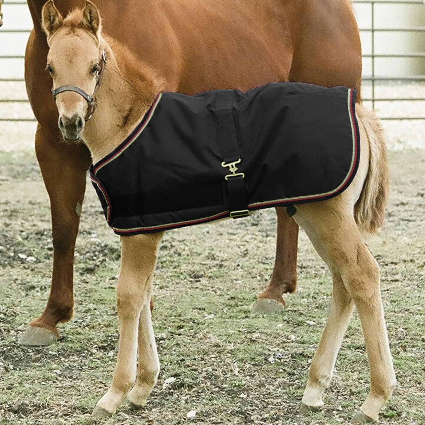 KENSINGTON ™ Signature Adjustable Small Foal Turnout Blanket