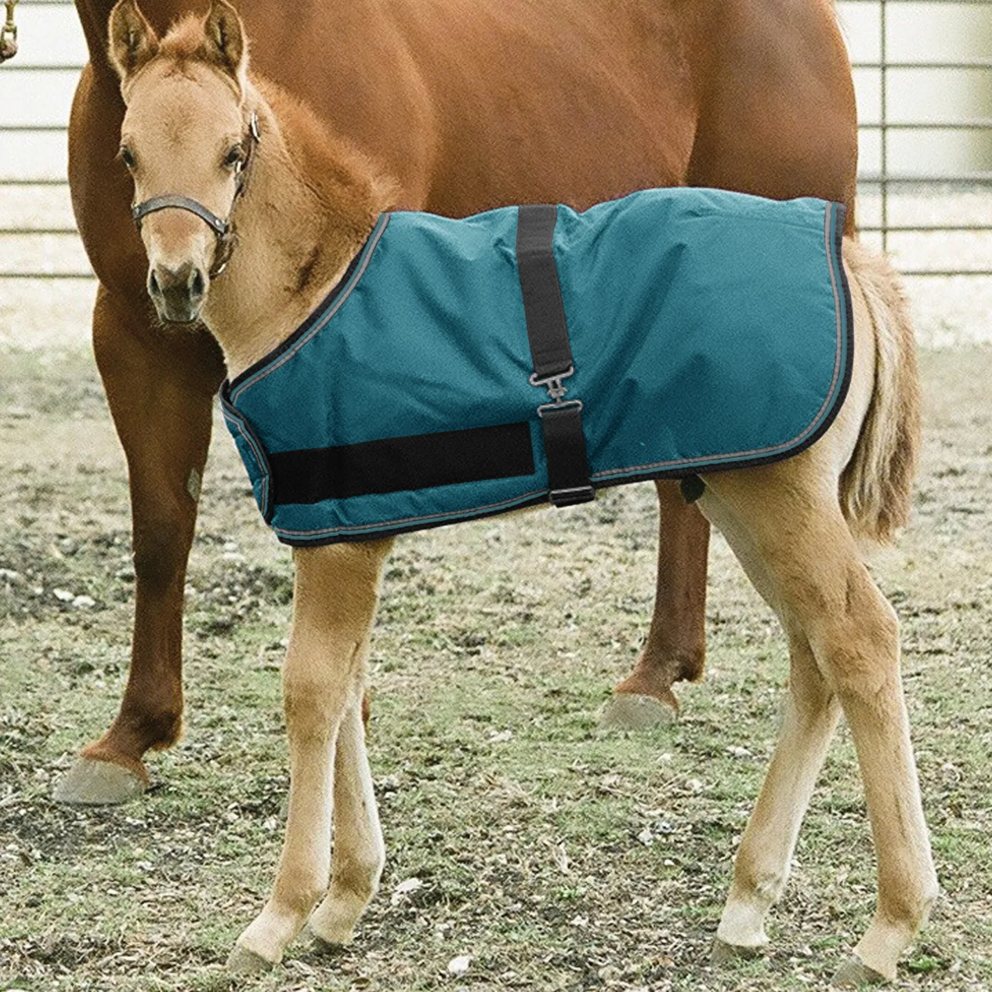 KENSINGTON ™ Signature Adjustable Small Foal Turnout Blanket