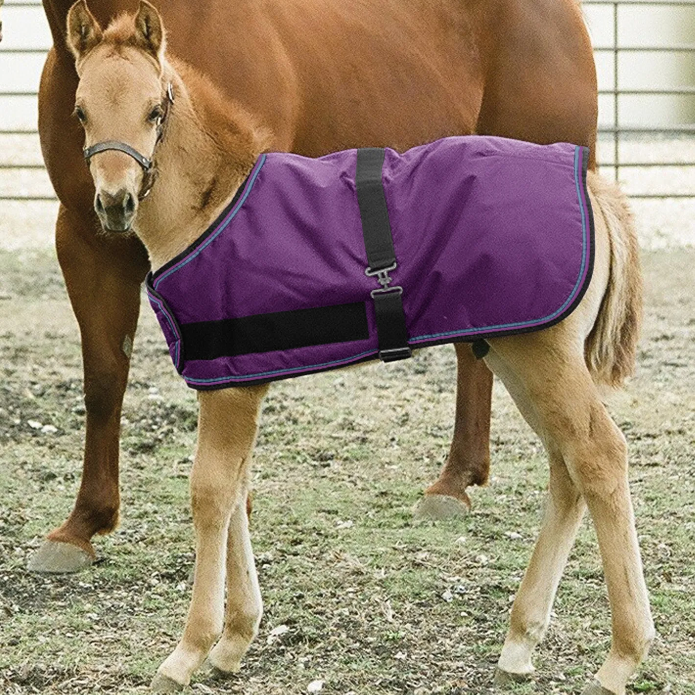 KENSINGTON ™ Signature Adjustable Small Foal Turnout Blanket
