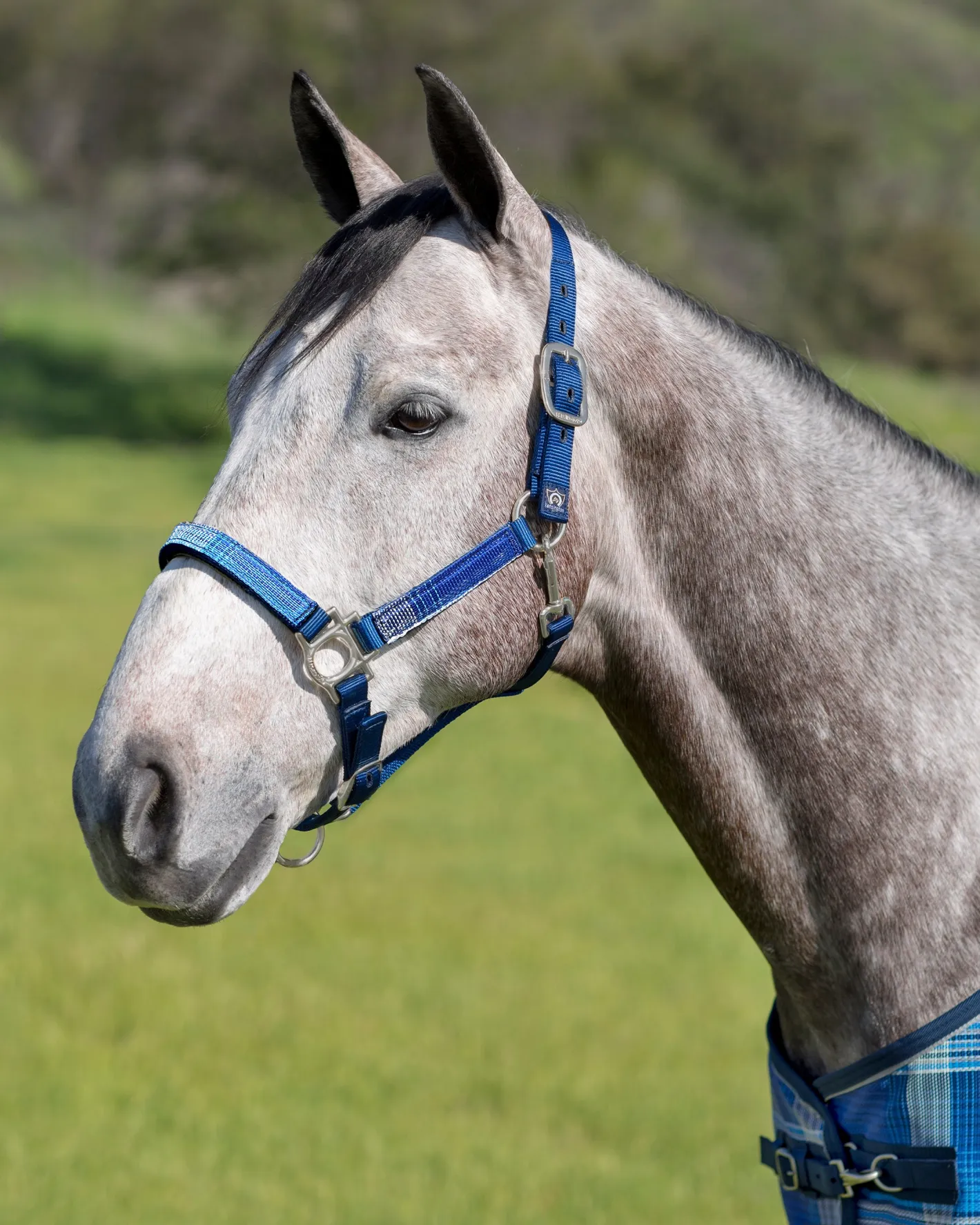 KENSINGTON ™ Premium Halter