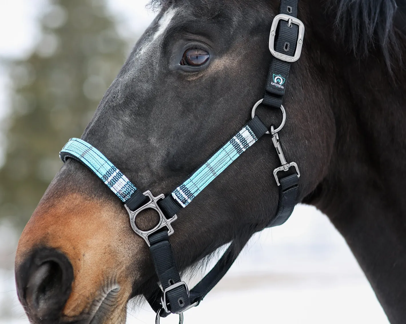 KENSINGTON ™ Premium Halter