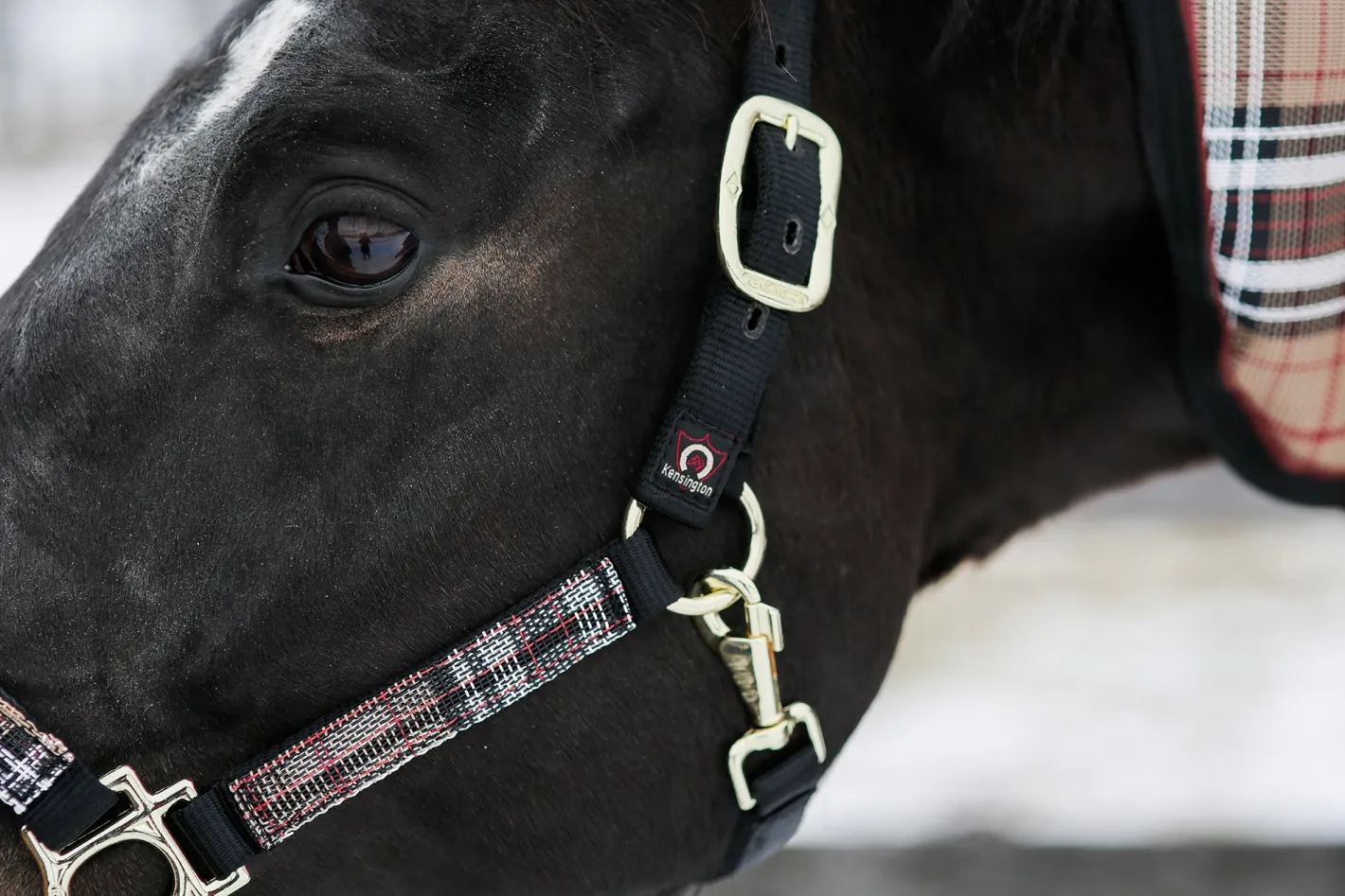 KENSINGTON ™ Premium Halter