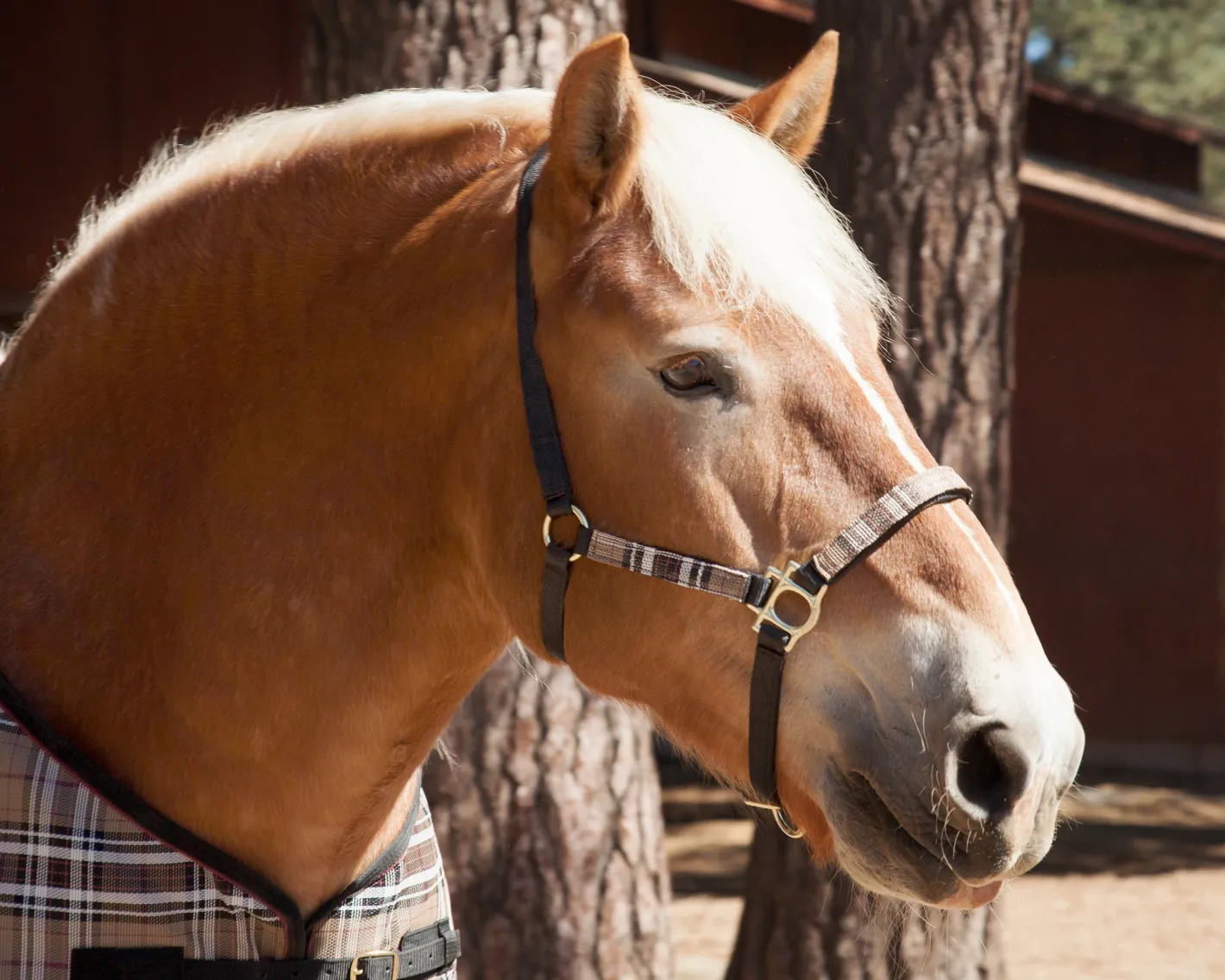 KENSINGTON ™ Premium Halter