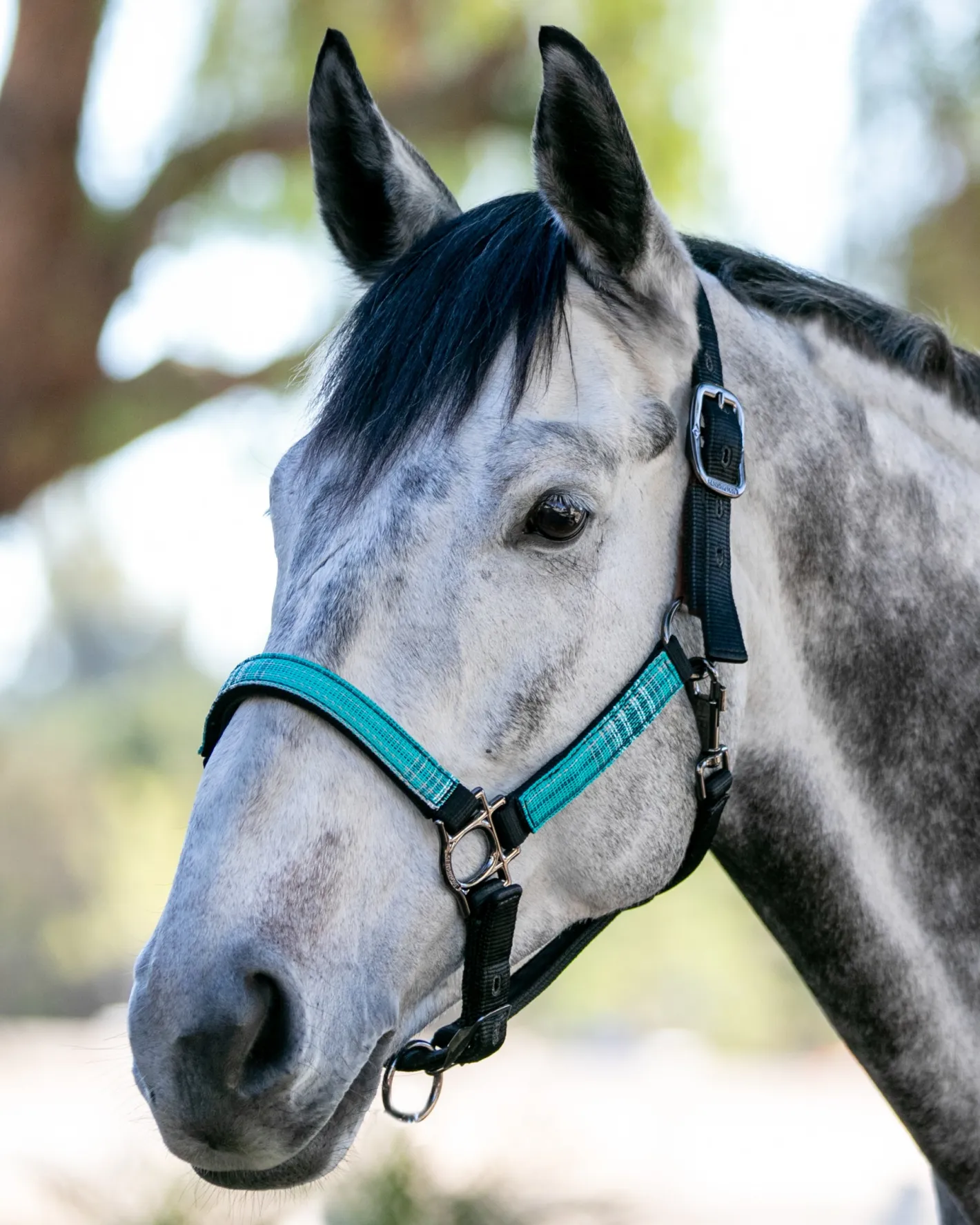 KENSINGTON ™ Premium Halter