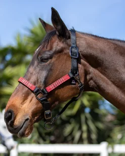 KENSINGTON ™ Premium Halter