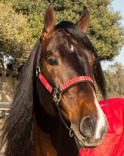 KENSINGTON ™ Premium Halter