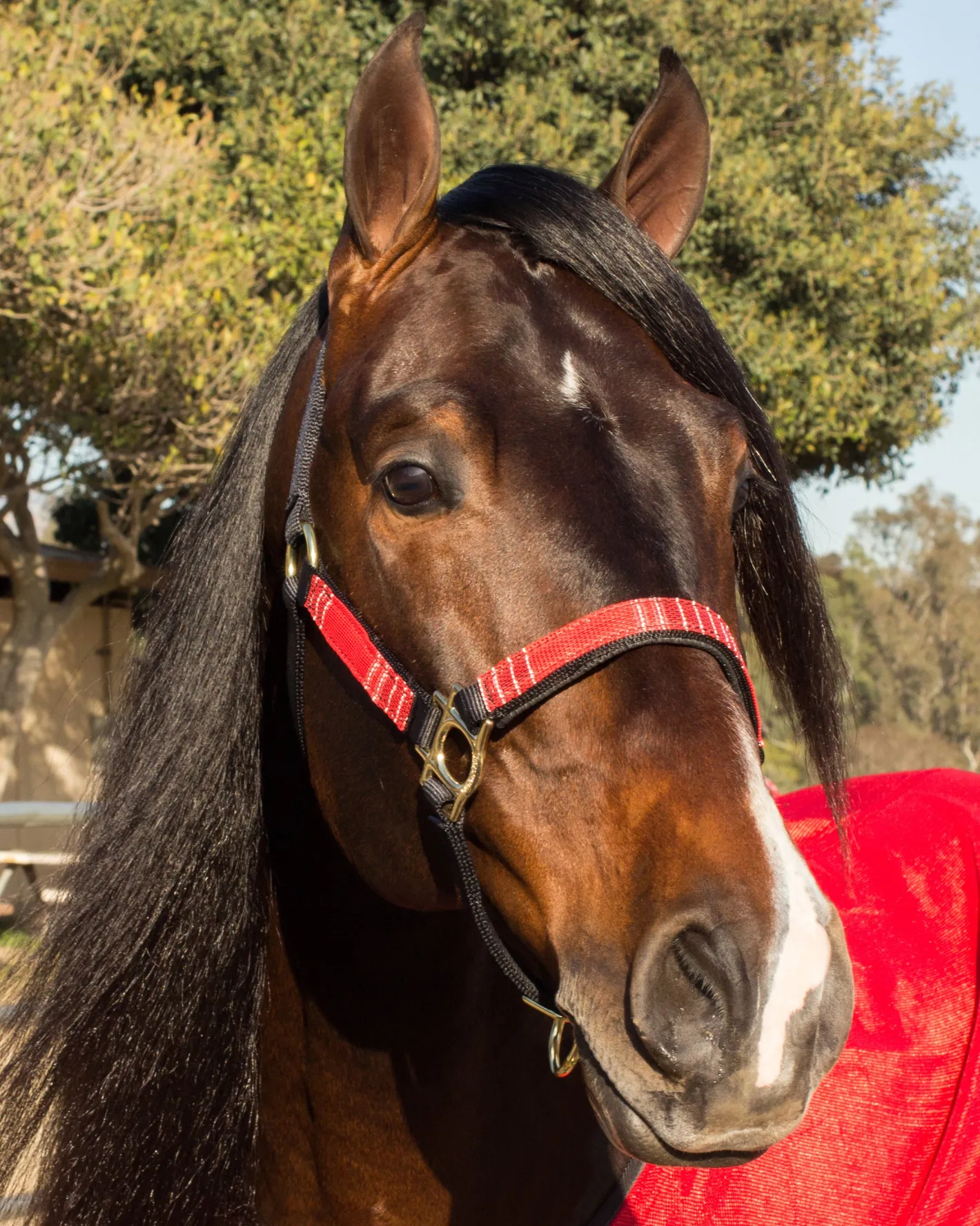 KENSINGTON ™ Premium Halter