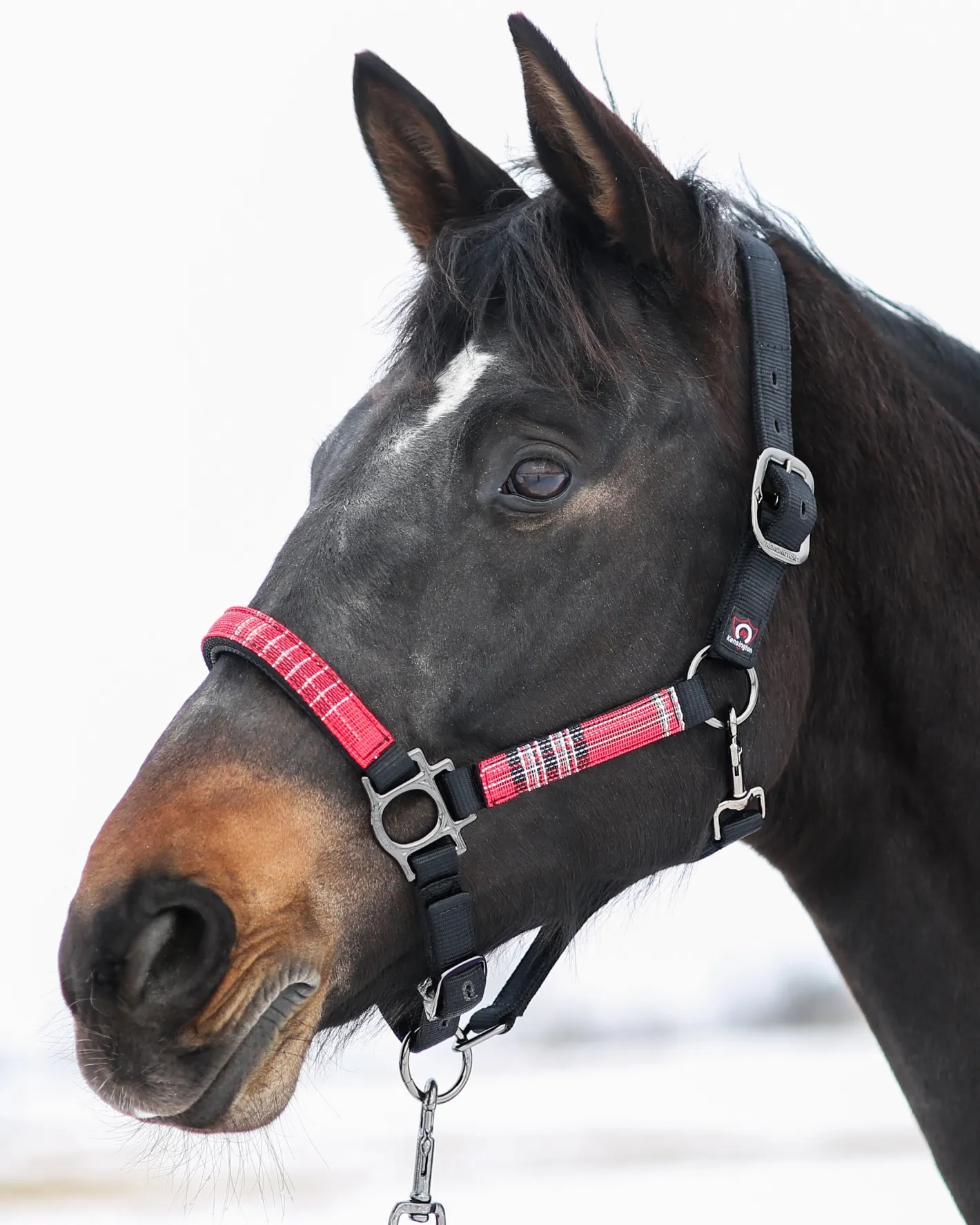 KENSINGTON ™ Premium Halter