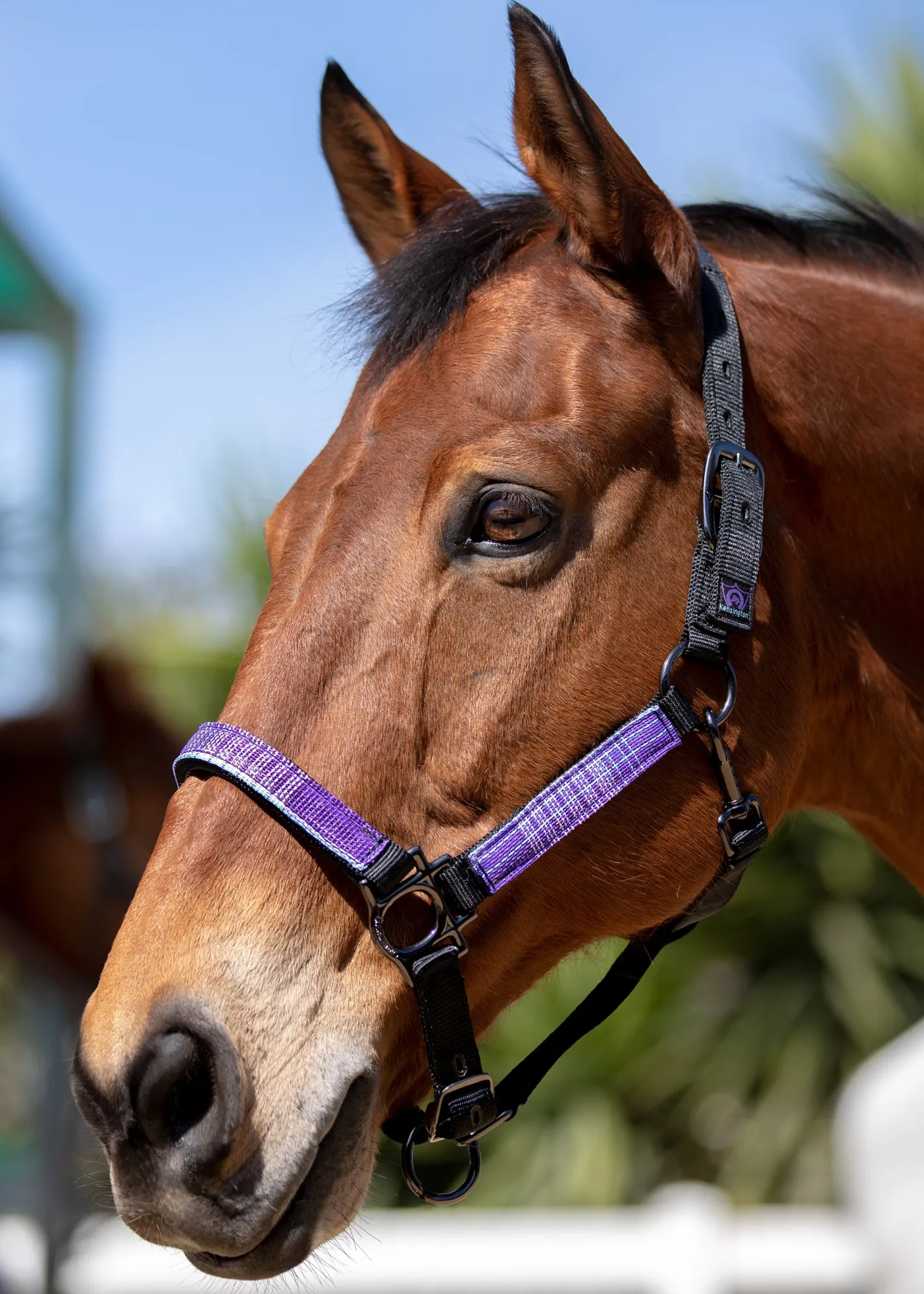 KENSINGTON ™ Premium Halter