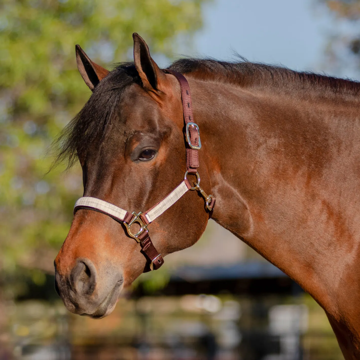 KENSINGTON ™ Premium Halter