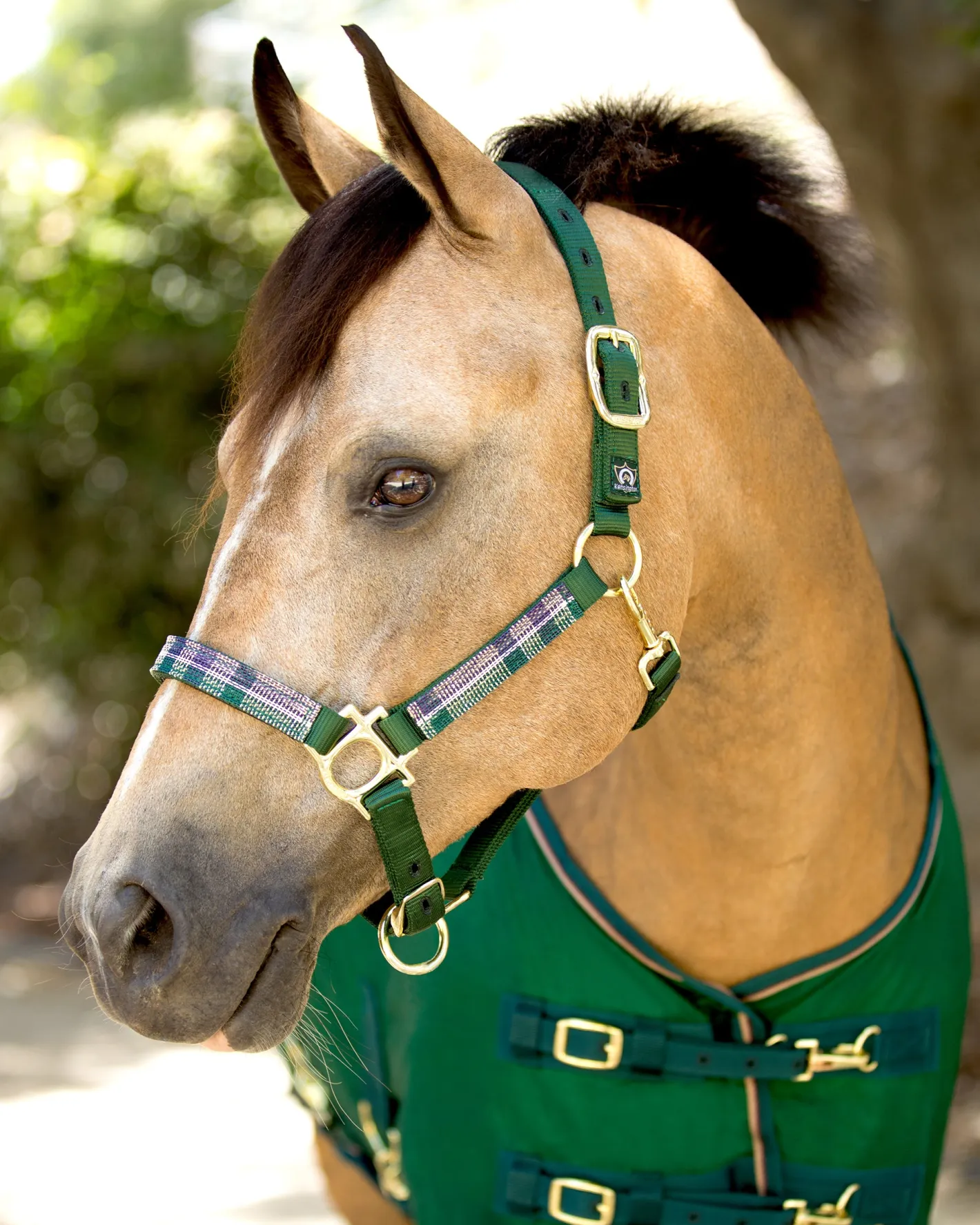 KENSINGTON ™ Premium Halter
